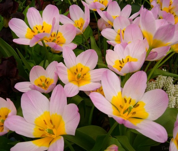 tulipán lilac wonder